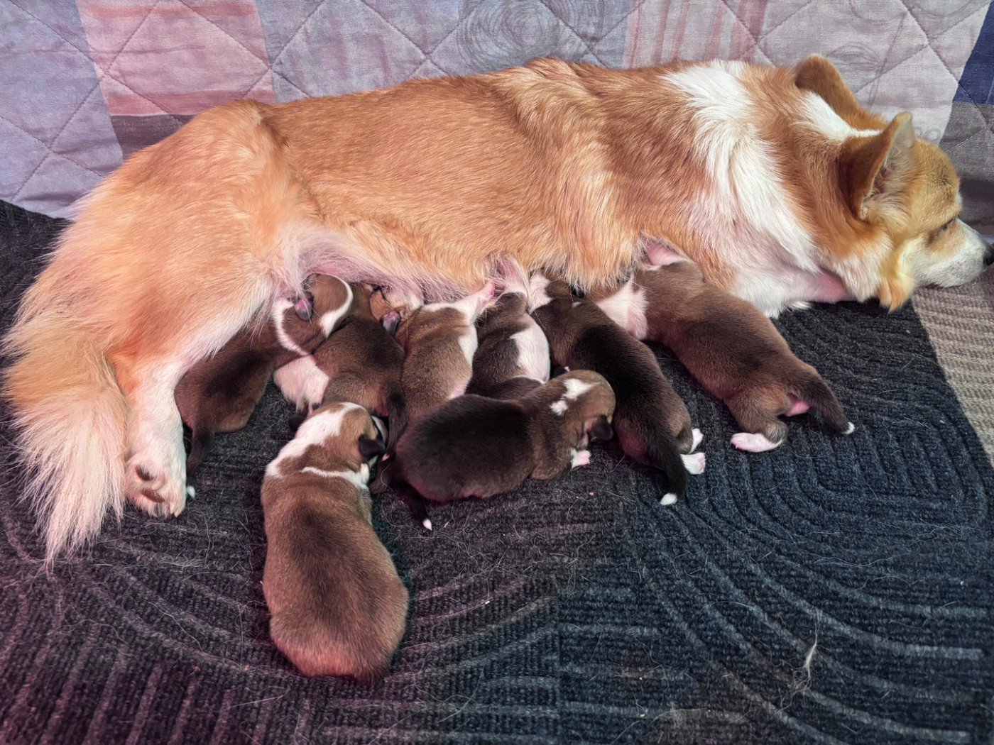 La Vallee D’Upsie - Welsh Corgi Pembroke - Portée née le 02/10/2026